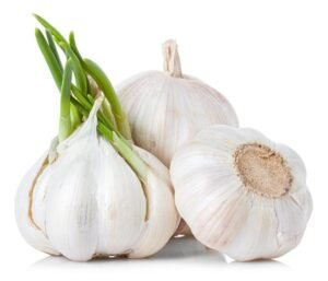 allium sativa as irrigant