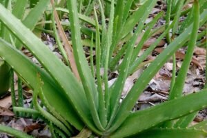 aloe vera as irrigant